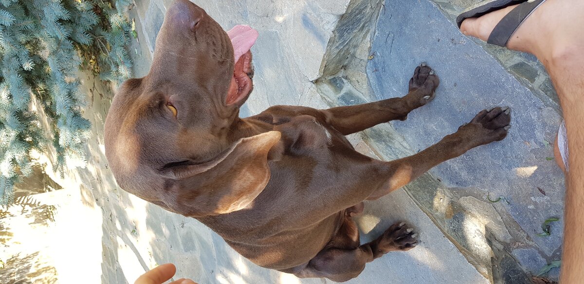 Эмоциональная поддержка от четвероногого друга позволяет многим избежать депрессии. Именно безграничная любовь и преданность четвероногого друга, его способность оказать нам такую мощную эмоциональную поддержку позволяют найти в себе силы, чтобы справиться с любыми трудностями.