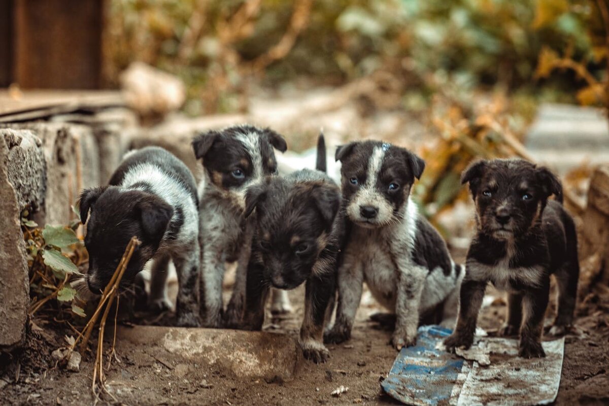 Те самые щеночки в первую встречу