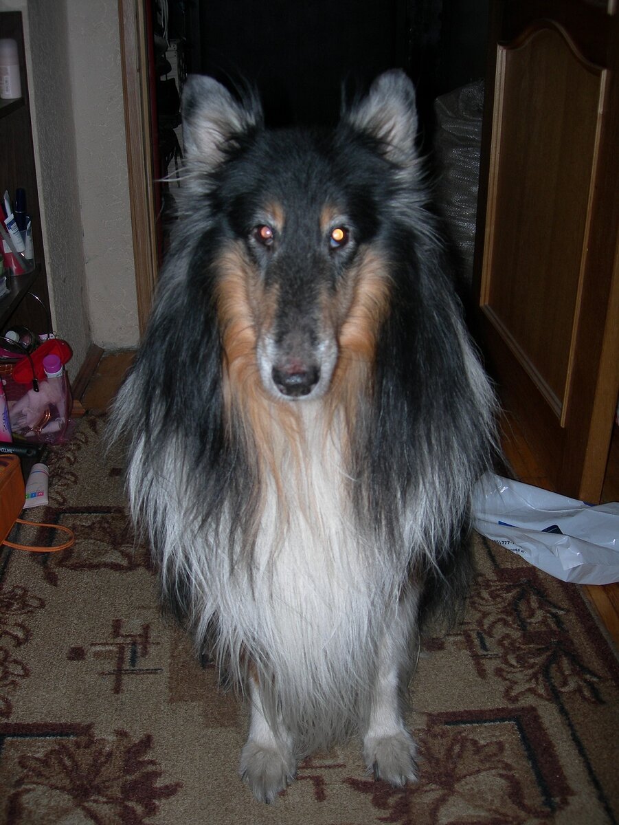 Наш первый любимый пес Нильс. Его больше с нами нет. 