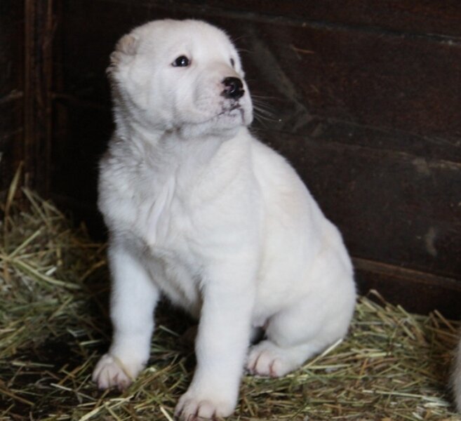 Фото из открытых источников