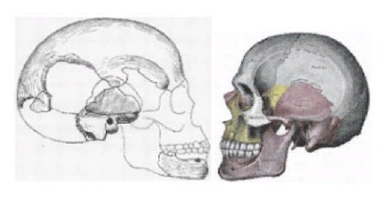 Реконструкция  найденного черепа  в сравнении с черепом современного человека.(Яндекс Картинки\ирт хроникл.ру).