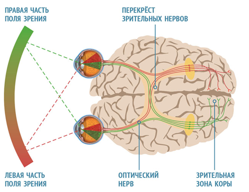 Схема зрительного анализатора. Переработка информации в зрительной коре
