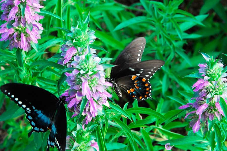 Многолетние травы, мята лимонная