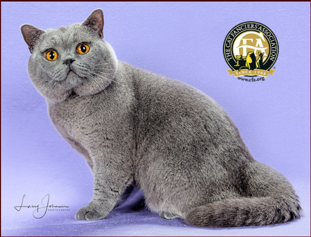 На фотографиях чемпионы различных выставочных сезонов, взято с сайта CFA - https://cfa.org/