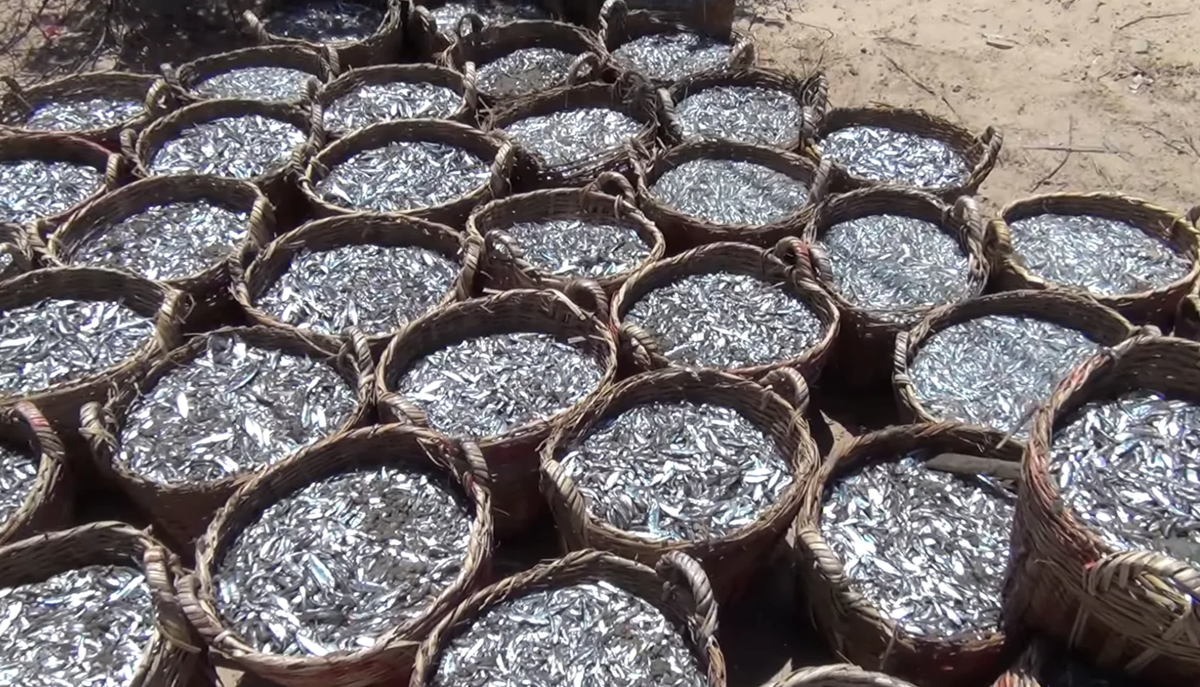 Так на солнце готовится рыбный соус из анчоусов.