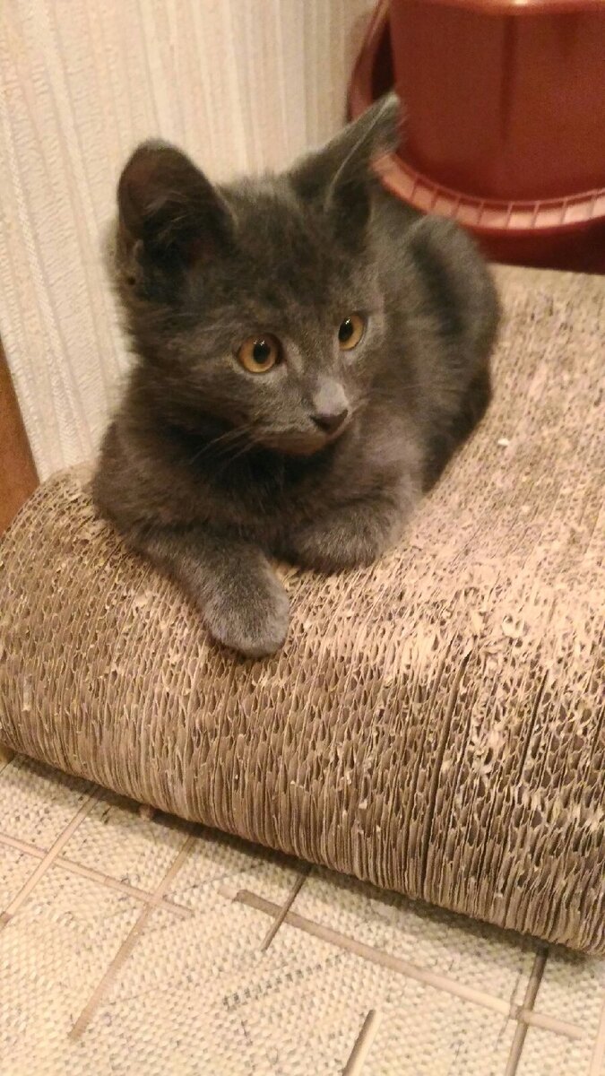 Дымок (ок.3 мес). Наш милый косоглазый малыш )))