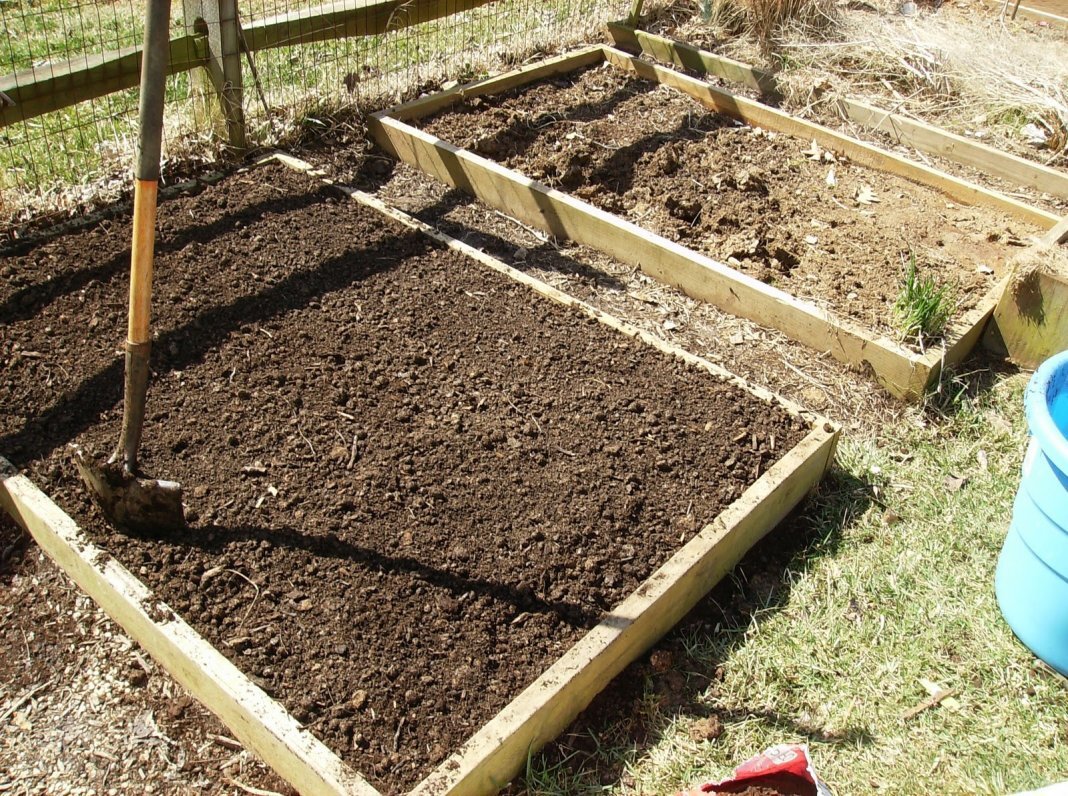 Расположение грядок и подготовка почвы