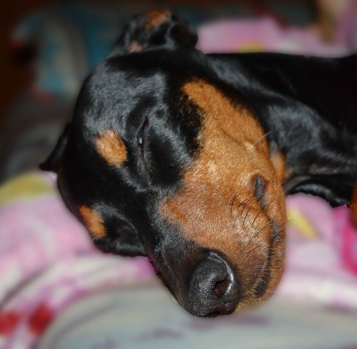 Сон жизненно важнен для всех живых существ.