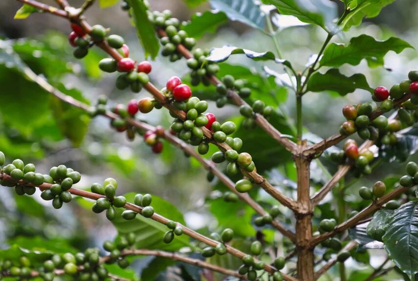 Фото: pixabay.com