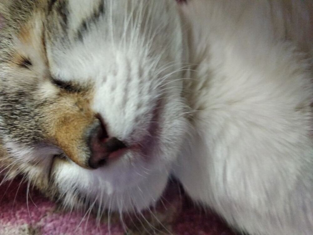 Кровать для котика