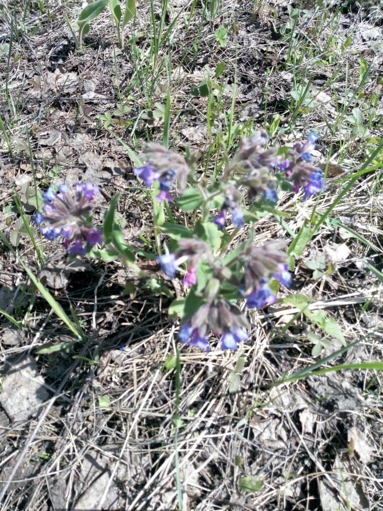 Медуница. Первый весенний цветок в Сибири