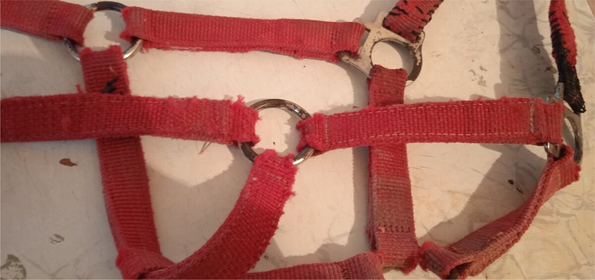 Обычный недоуздок, без флисовых вставок. Фото автора