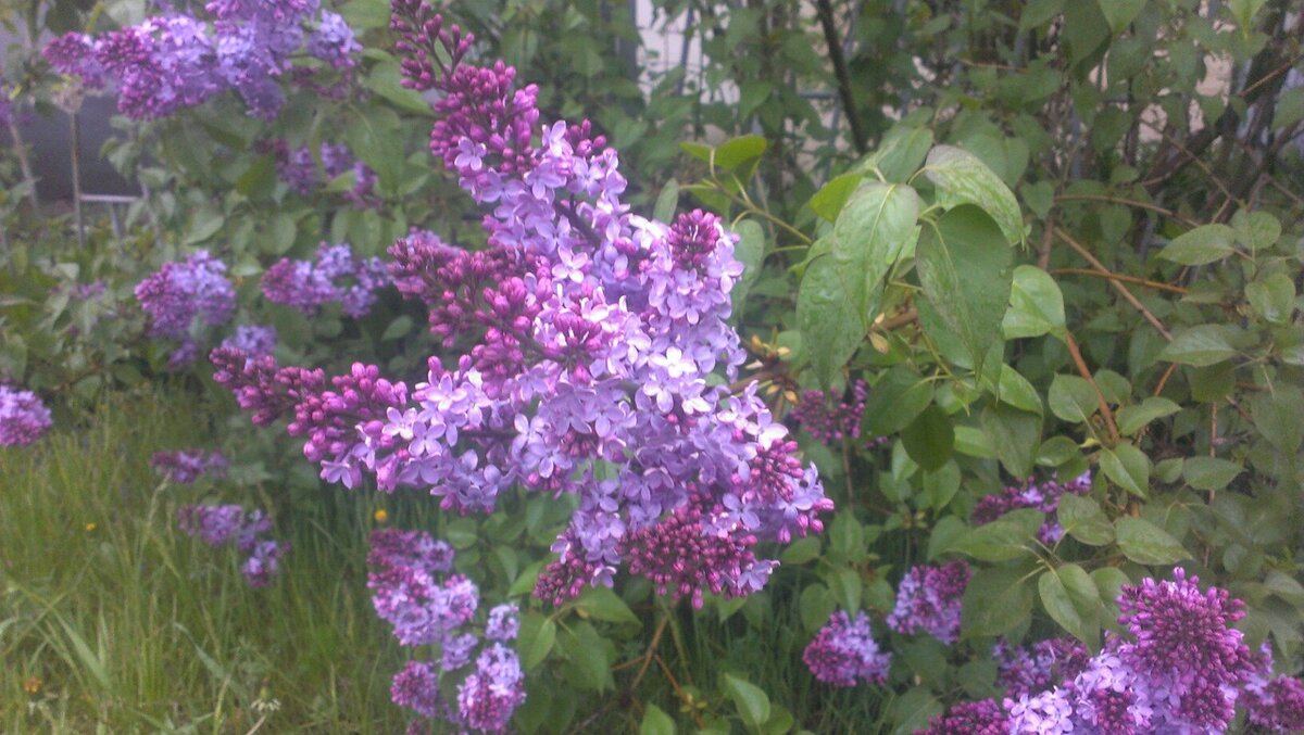 Фото из семейного архива. Автор снимка Киселева Тамара.