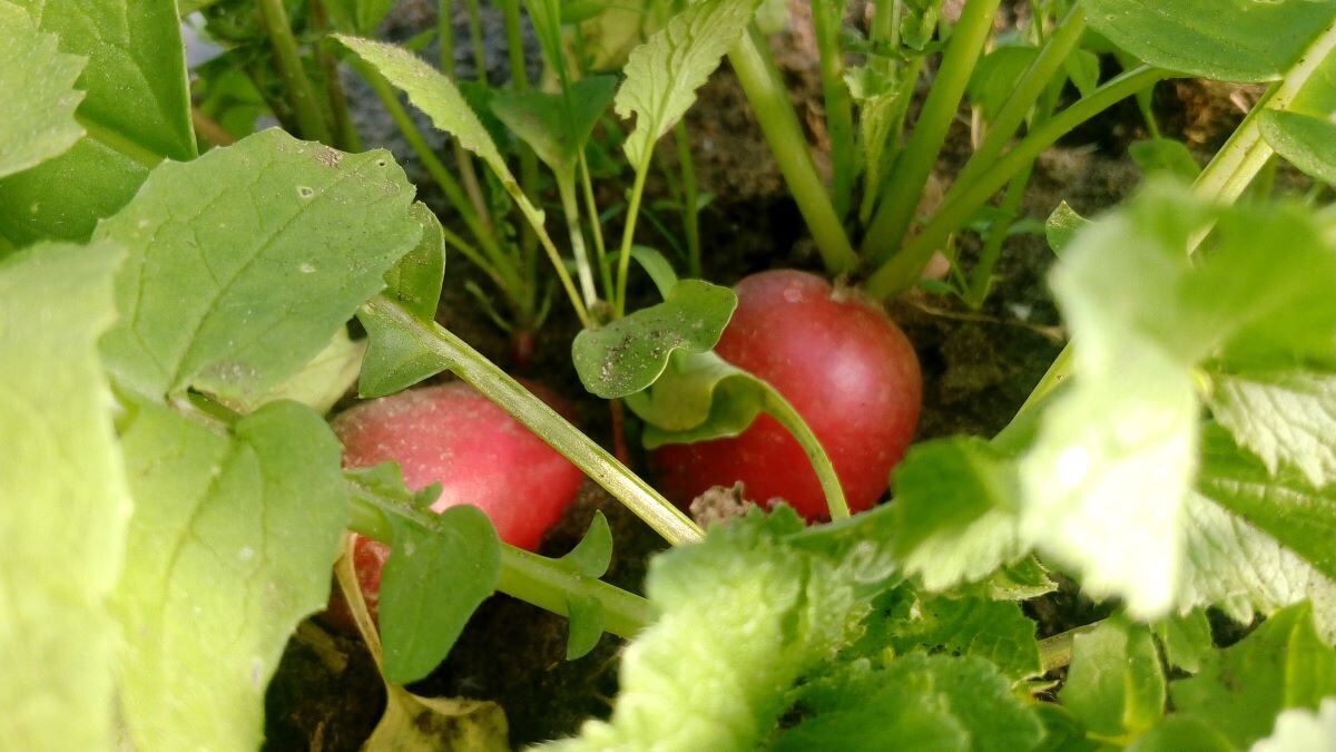 Редиска. Фото автора