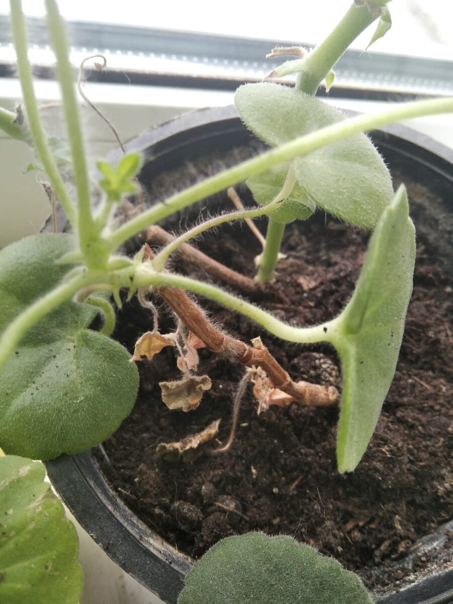 сухой ствол оказался вполне живой.