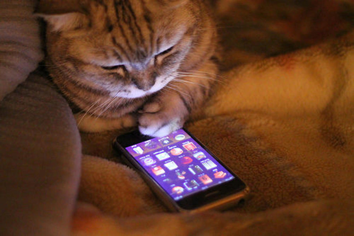 Котенок с телефоном. Кошечка с телефоном. Кот с мобильником. Кот за телефоном. Ничем в телефоне сижу