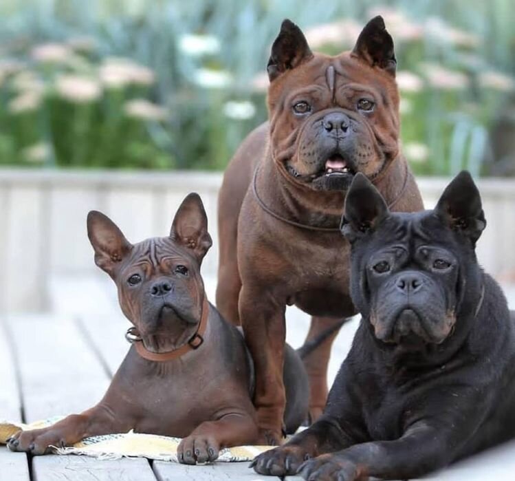 фото с сайта catfishes