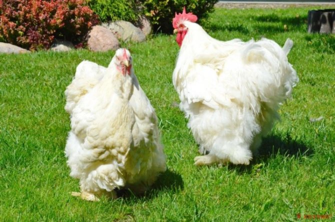 Белые Кохинхины