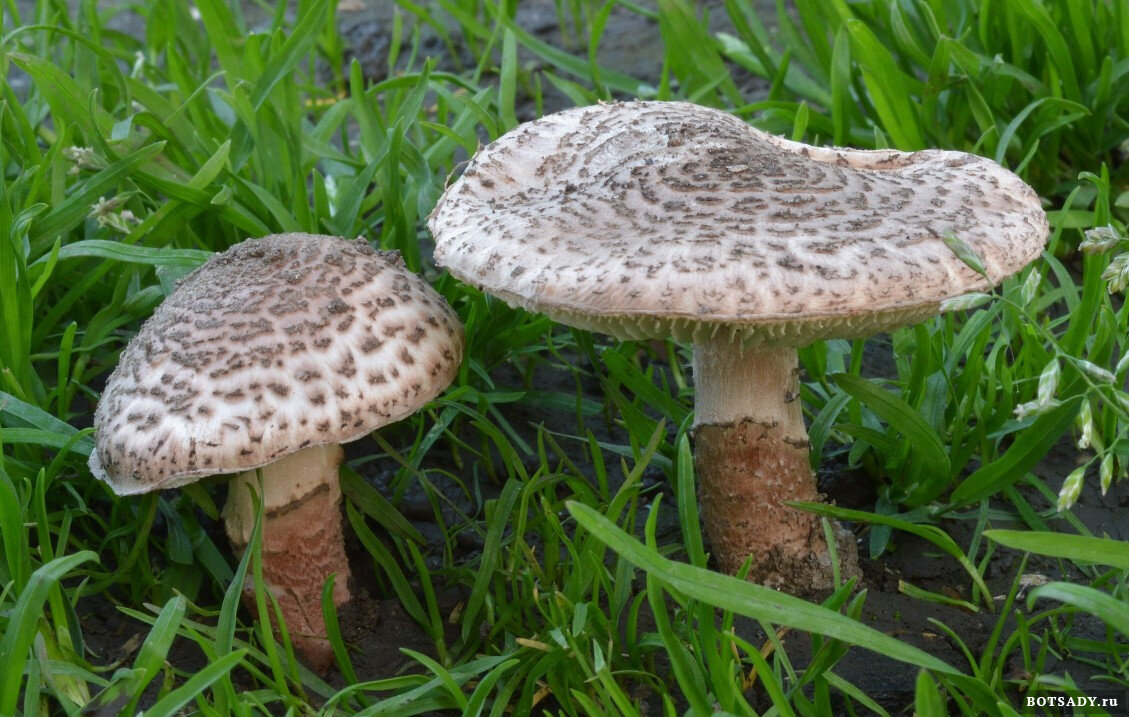 File:Eichhof 06.08.2017 Chestnut Dapperling - Lepiota castanea (37225736491).jpg