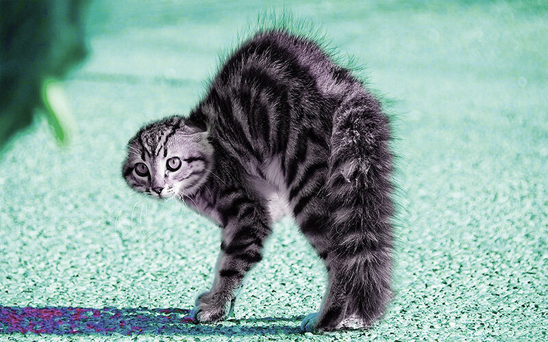 Котейко из интернето