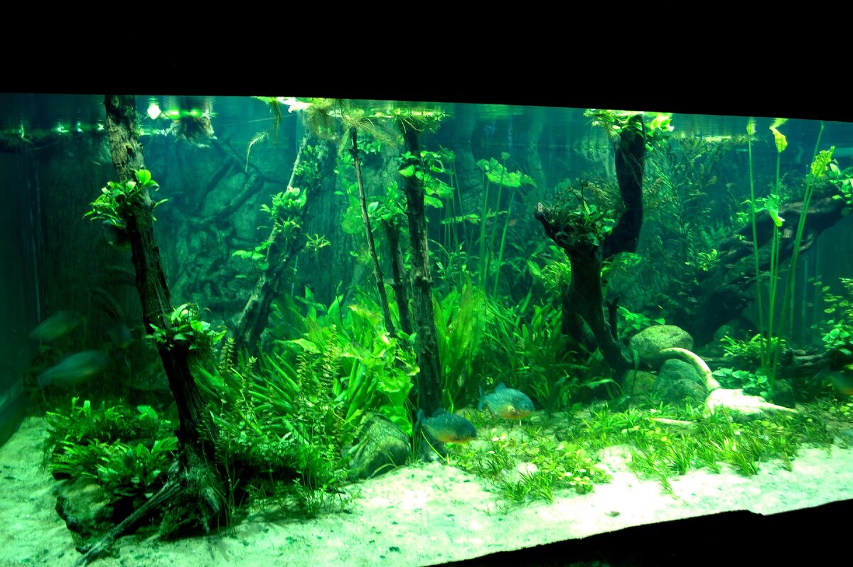 Автор фото: https://www.flickr.com/photos/ghostsword/ 