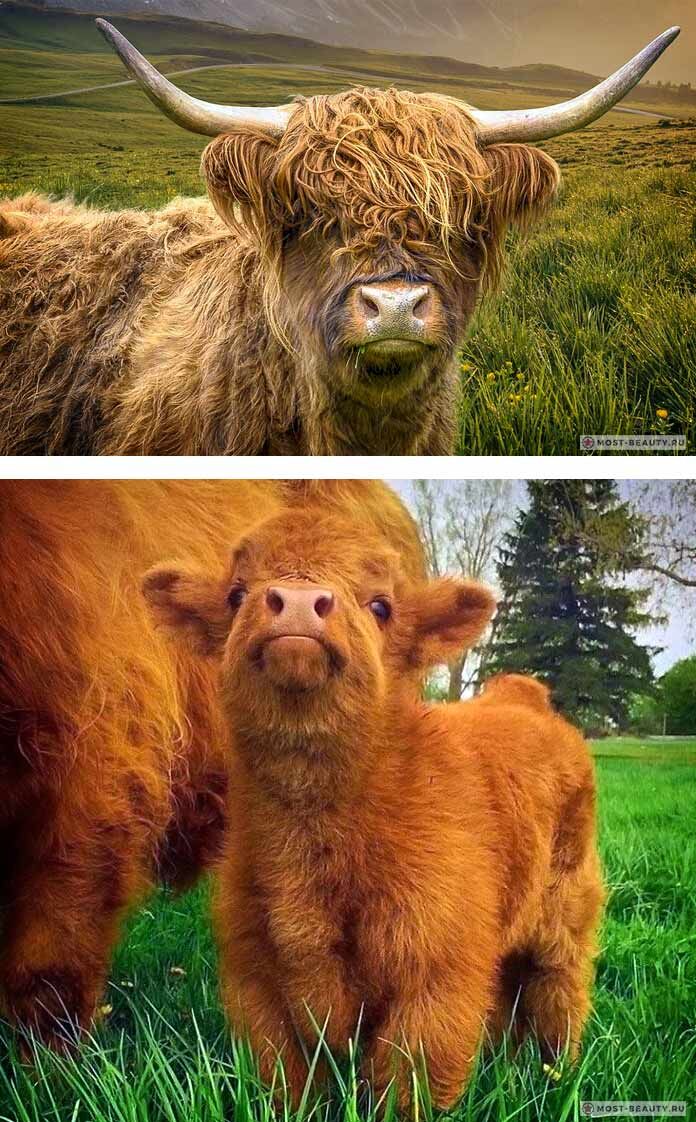 Ну это красота