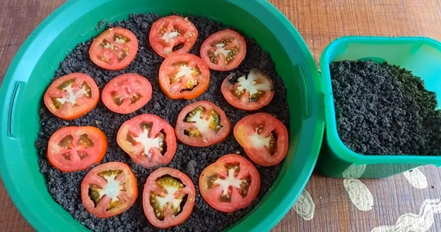 Проращивание семян в томатах. Фото -  https://siamagazin.com/how-to-grow-tomatoes-from-fresh-tomato-seeds-easiest-method-ever/ 