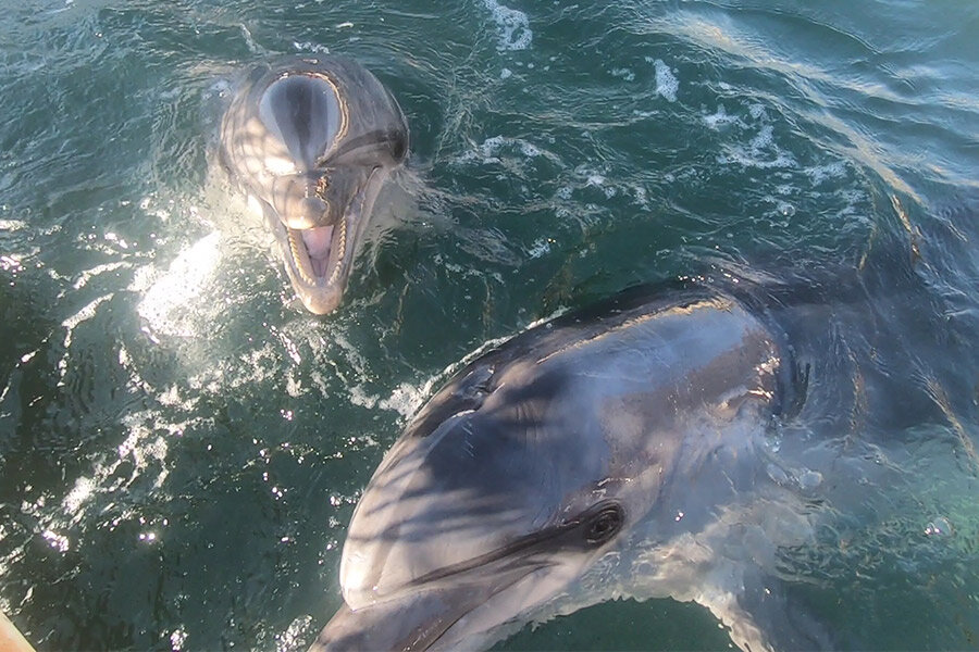Что делать, если увидели дельфина в открытом море: можно ли плыть к нему