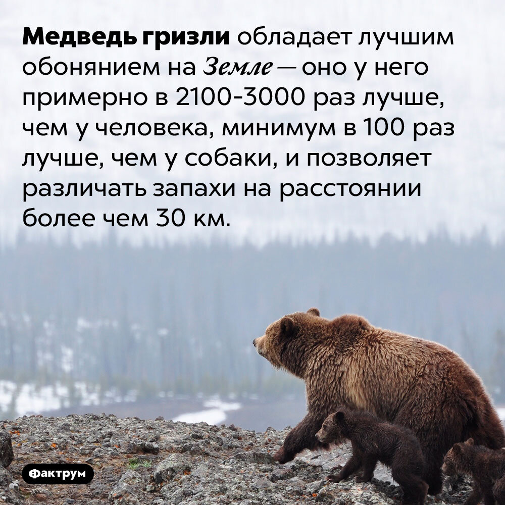 Какая скорость у медведя км ч. Интересные факты о медведях. Интересные факты о меде. Интересный медведь. Интересные факты о буром медведе.