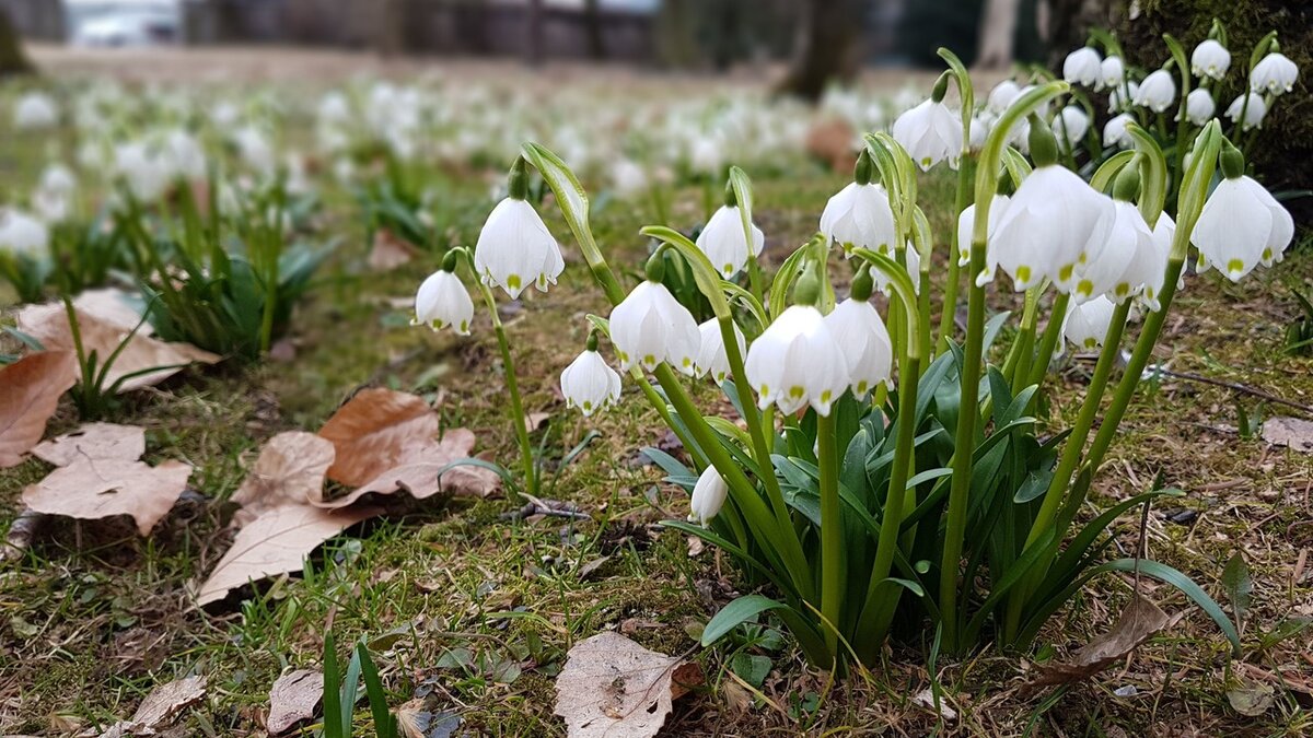 Целые поляны с подснежниками в городе