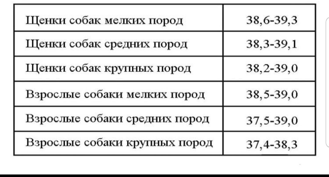 Температура тела в 2. Какая нормальная температура тела у собак?. Какая норма температуры у собак. Норма температуры у собак мелких пород. Температура у щенков мелких пород норма.