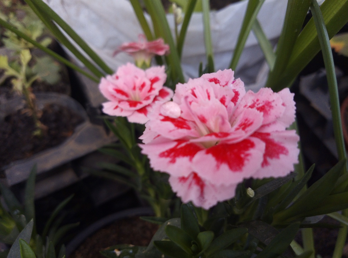 Новая гвоздичка