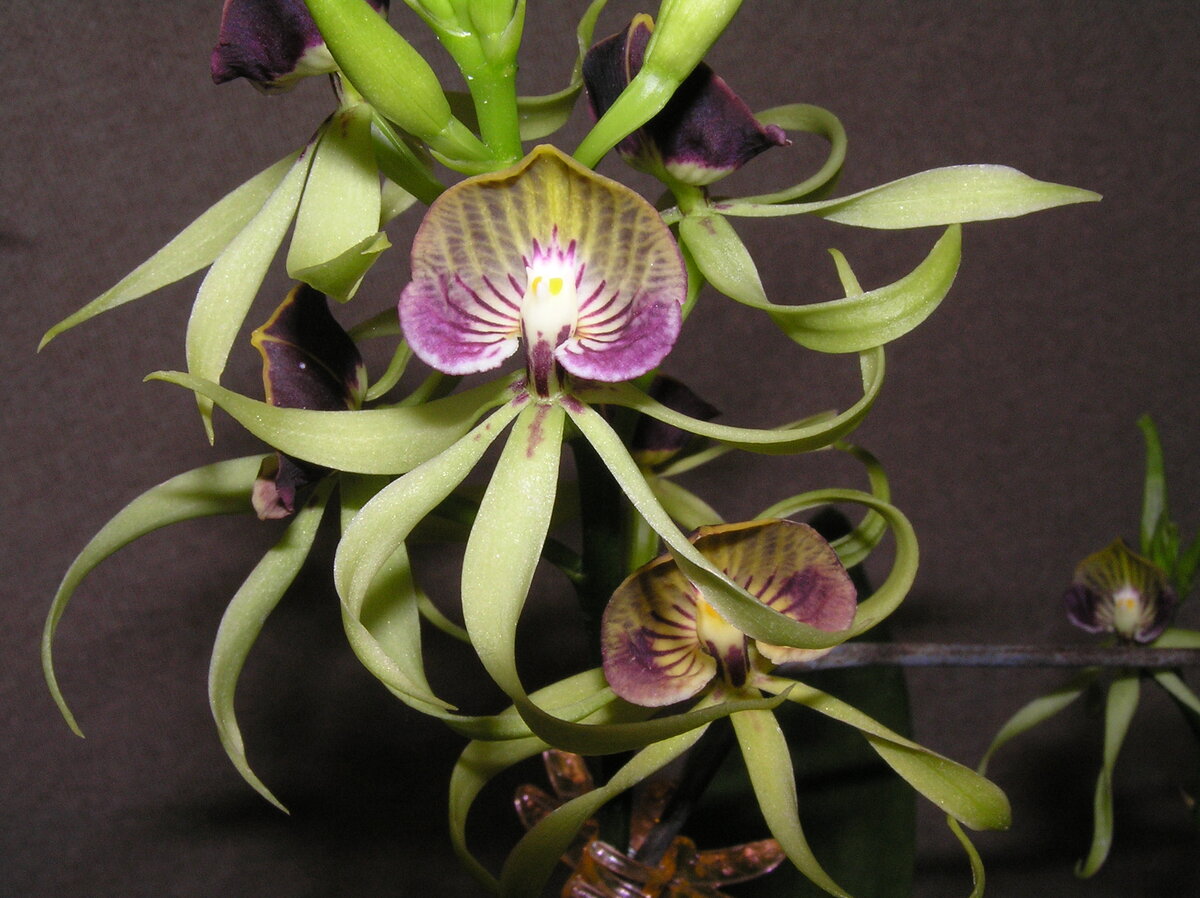Энциклия кохлеата, Encyclia cochleata.