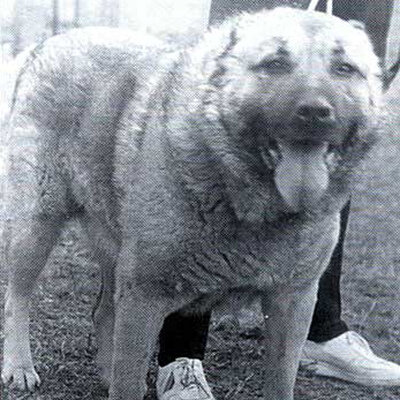 Короткошерстные АКО. Листаем 👉