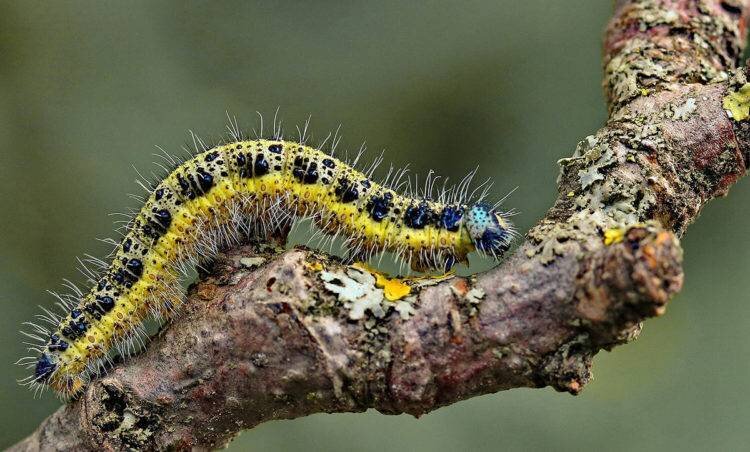 Фото: seattlehelpers.org