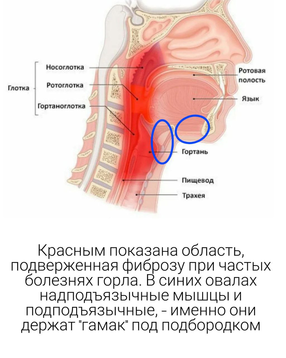 Как болезни горла приводят в будущем к появлению второго подбородка |  Молодость без предела | Дзен