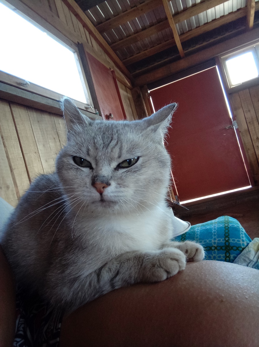Летняя фотография, с котиком пили кофе во дворе. 