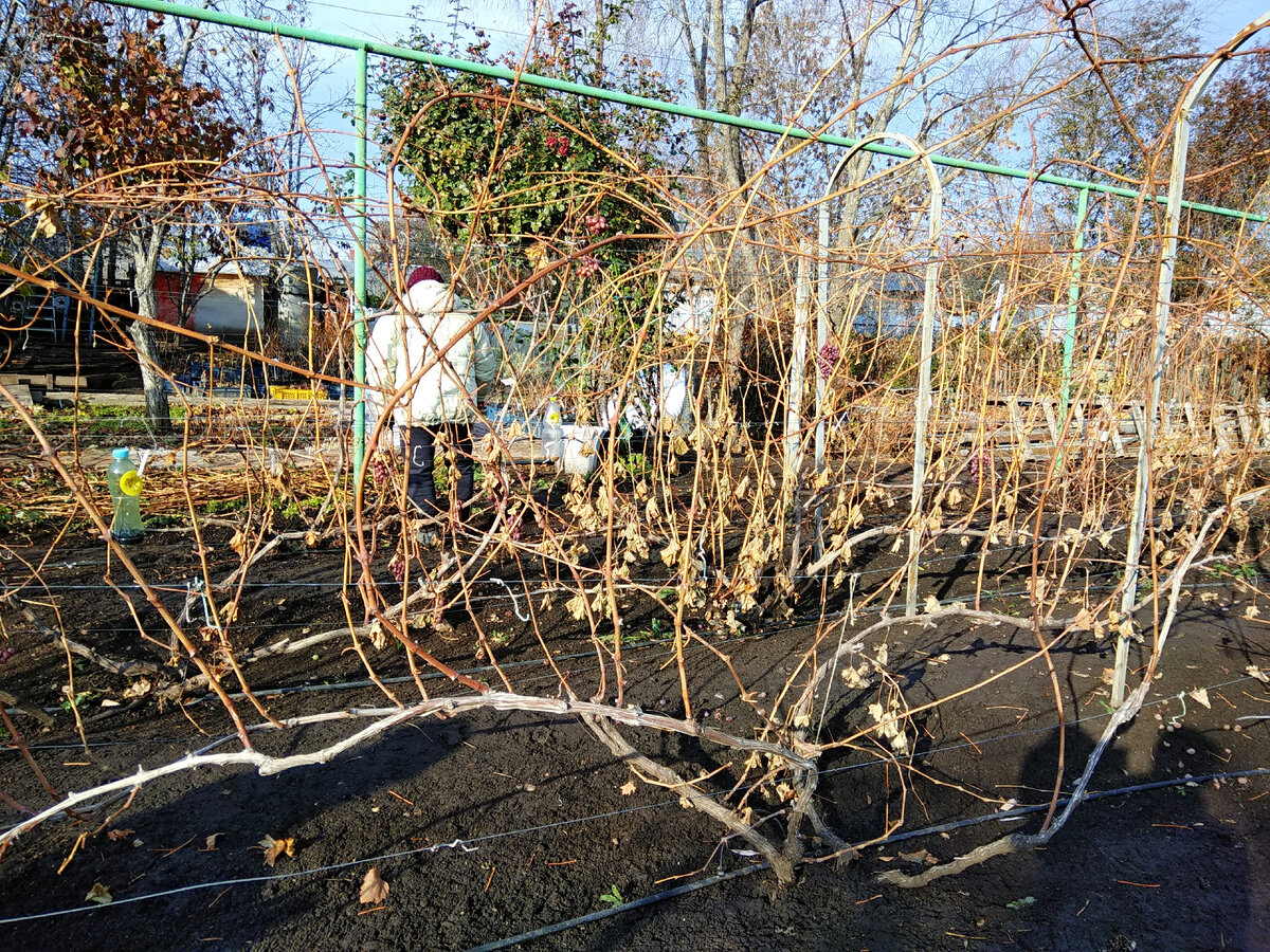 30 октября 2020 г., режем черенки и делаем осеннюю обрезку винограда