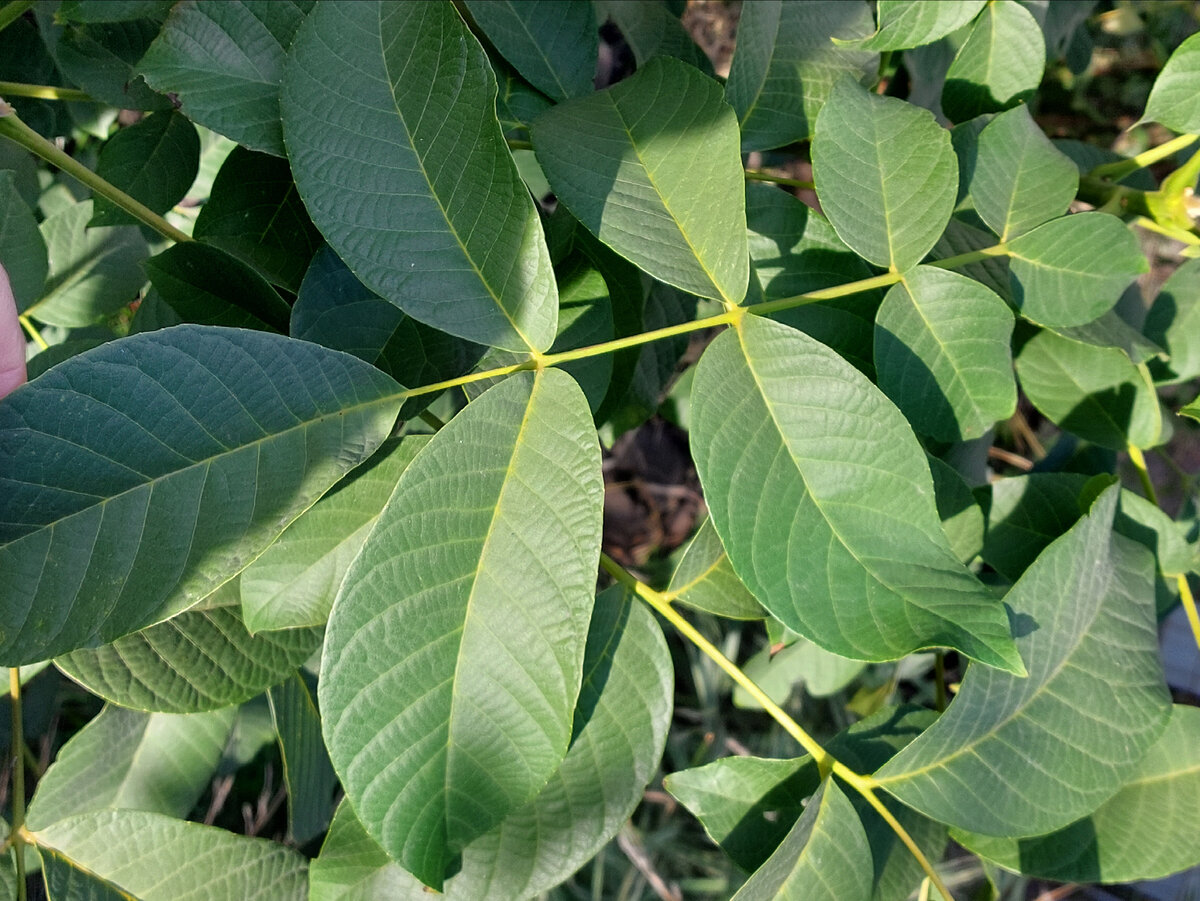 Личное фото. Лист маньчжурского ореха.