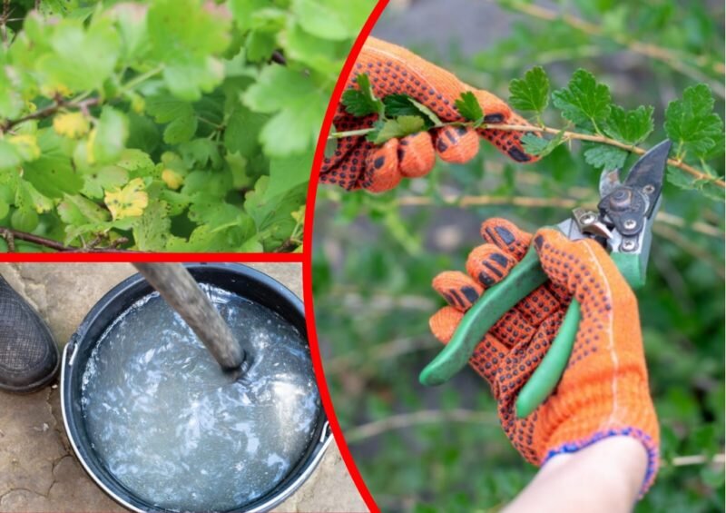 Уход за крыжовником.