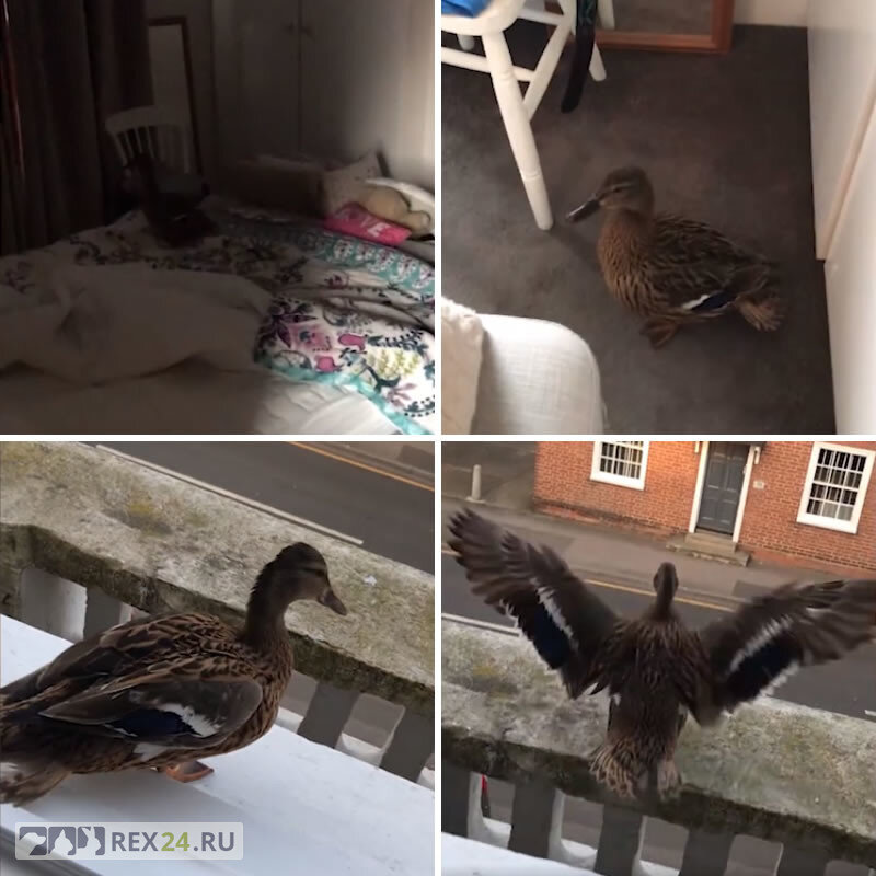 Подарок Сандерса. Источник фото: https://zoobusiness.kiev.ua/news-animals/22276-delovoi-kot-iz-anglii-pritashil.html