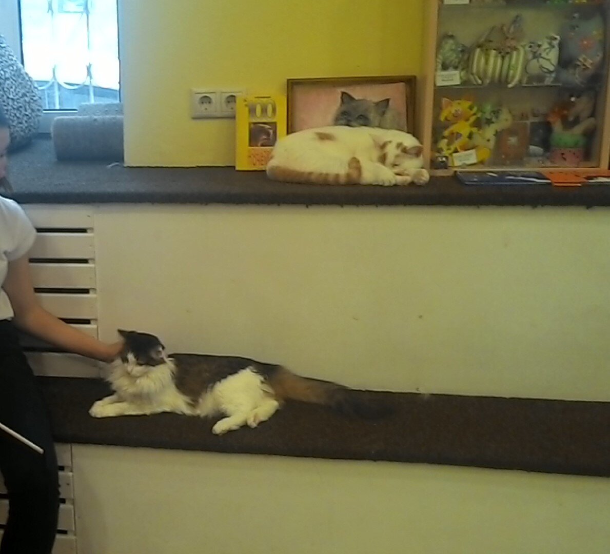 Котики беспородные, но все умнички, красавцы