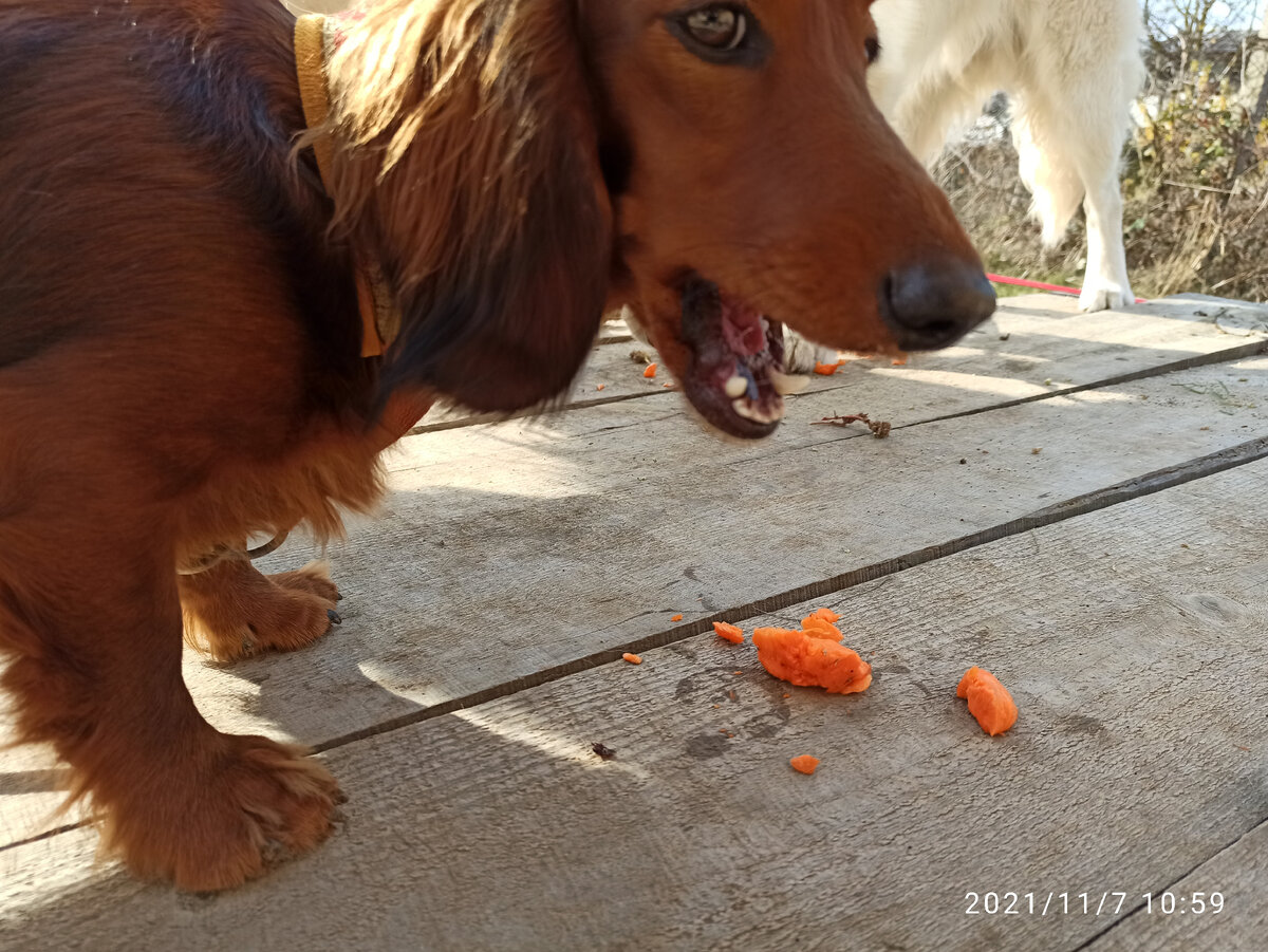 У Чачи есть своя морковка, но вкуснее та, которую можно украсть у Петрушки. 