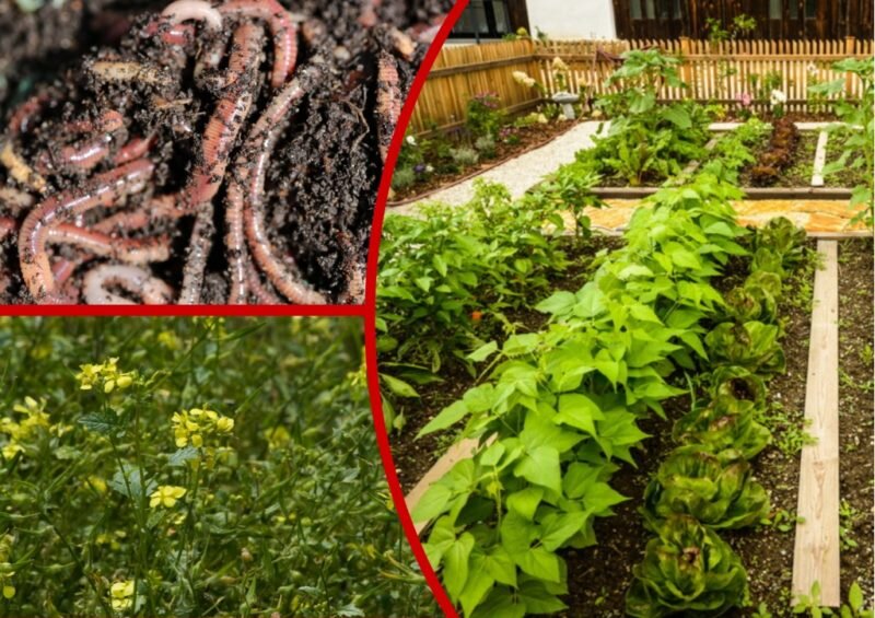 Повышение плодородия почвы.