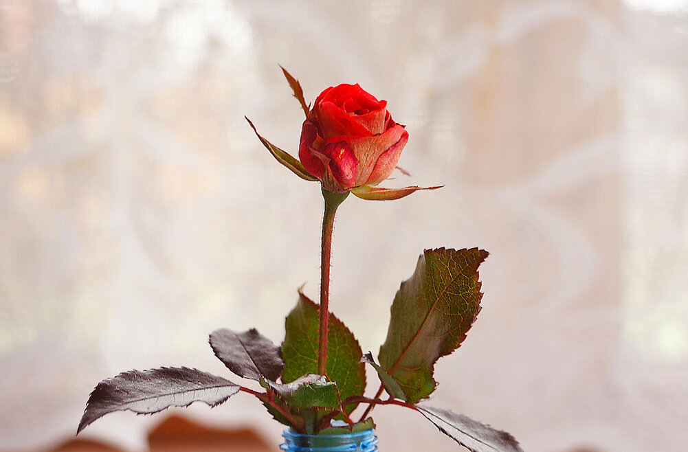 Роза, фото автора