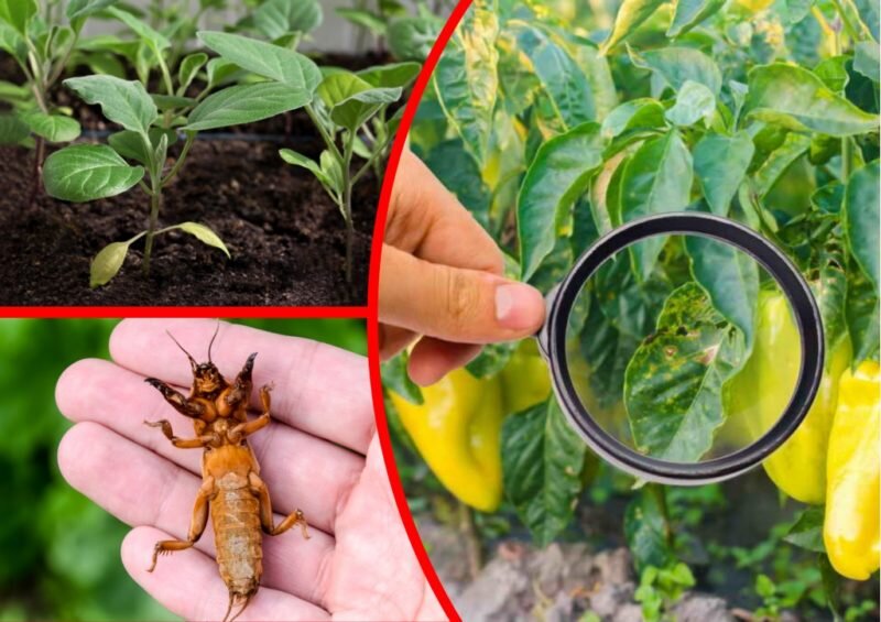 Болезни перца