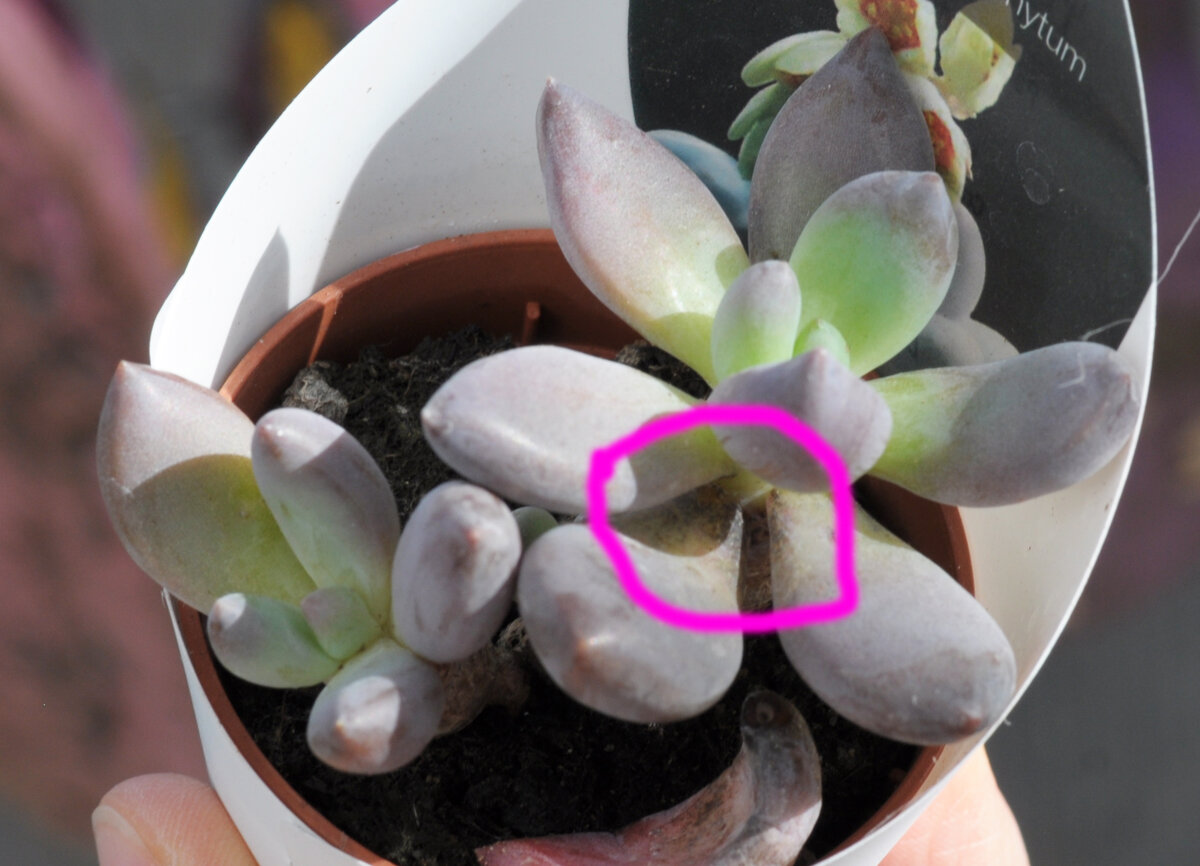 Не эхеверия правда, но близкий ей вид. Клещ затаился у основания листа и на стволе