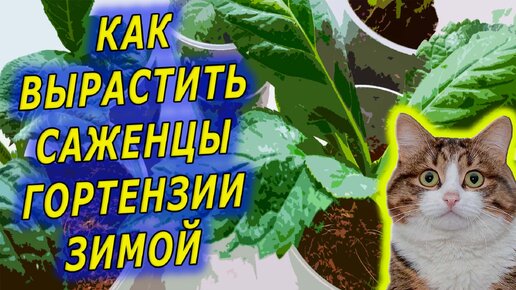 КАК ЗИМОЙ ВЫРАСТИТЬ САЖЕНЦЫ ГОРТЕНЗИИ. ВЫРАЩИВАНИЕ САЖЕНЦЕВ ГОРТЕНЗИИ. КАК ВЫРАЩИВАТЬ САЖЕНЦЫ ГОРТЕНЗИИ ДОМА.