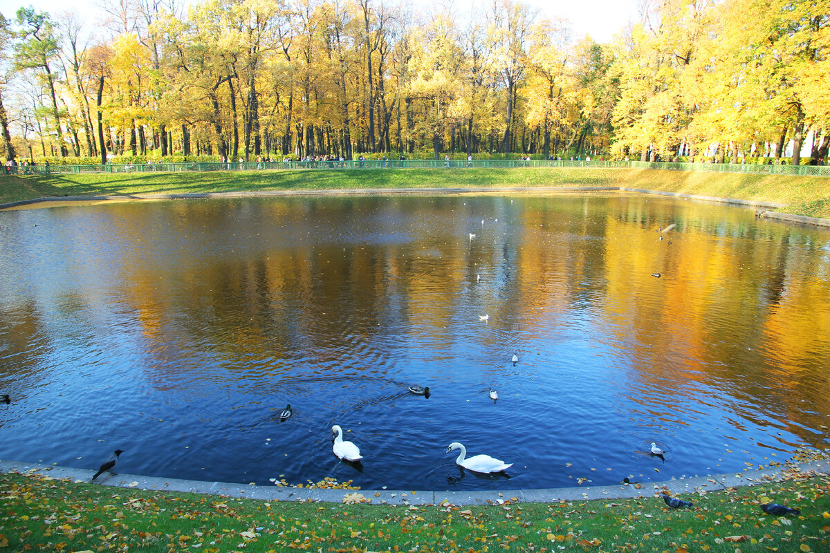 Молодые лебеди Елисей и Любава живут в пруду с 2021года.