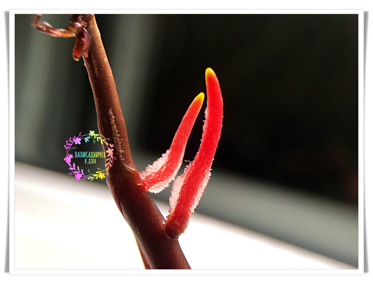 Вот как выглядят совсем молоденькие корешки антуриума при некотором приближении. 